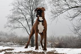 handsome boxer