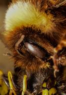 Bee Bully