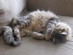 incredible Cat Sleeping