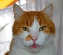 enchanting Cat Domestic red