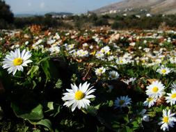 Landscape Flowers Spring