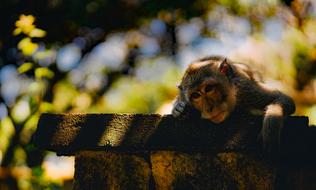 photo of a wild monkey on a stone