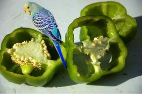 Cute parrot on pepper