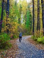 Autumn Leaves Forest