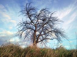 Tree Branches Nature