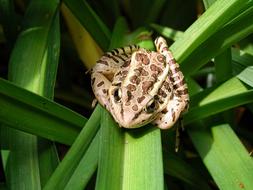 Pickerel Frog