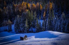 Forest Snow Winter