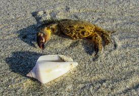 enchanting rab Animal Crustacean