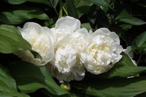 Flower Peony White