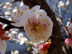 Flowers Nature Bloom