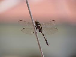 macro photo of dragonfly on gray-pink blurred background