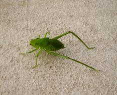green bug on a white stone