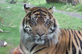 photo of a big serious tiger
