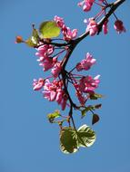 Lilacs Flower Garden