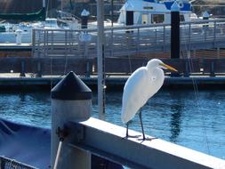white heron on the embankment