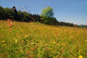 Spring Meadow Flower Wild