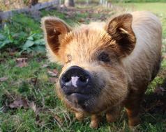 kunekune macro photo