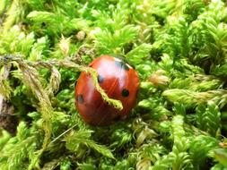 Ladybug Autumn Forest