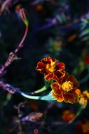 Colorful Marigold Flower on Meadow