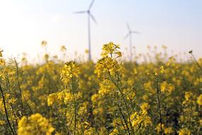 Field Of Rapeseeds Rapeseed