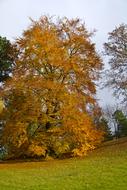 Autumn Tree Leaves In The