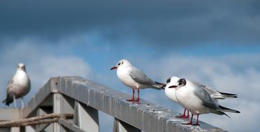 seagulls on the pier railing