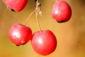 Berries Berry Red