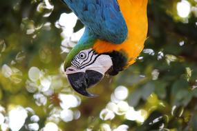 charming Macaw Ave Jungle