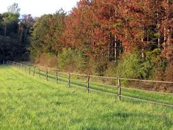 Fields Trees Fall