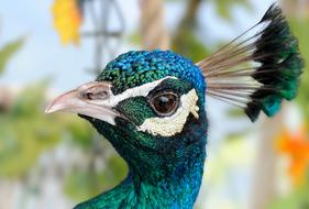 photo of peacock head with a bunch of long feathers