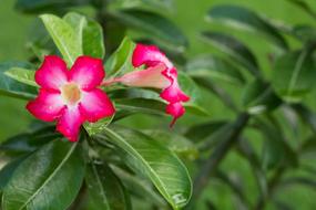 Flower Pink Leaves