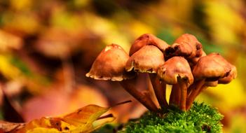 Mushrooms Autumn Forest