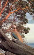 incredibly cute Bird Tree