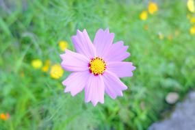 Flowers Plant Green