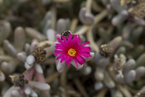 Flower Nature Bloom