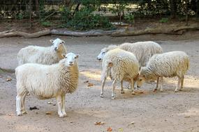 flock of white sheep in a wildlife park