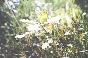 Meadow Morning Sun