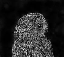 incredibly cute Owl Black White