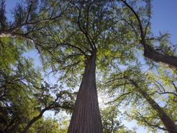 Tall Trees at sunlight