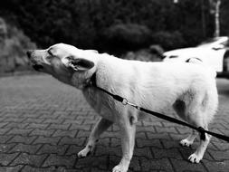 black and white photo of a barking dog