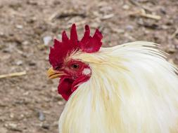 head of white rooster with red comb close up