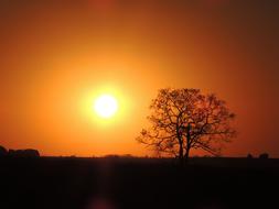 Sol sunset Tree
