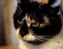 Face of serious tricolor cat close up