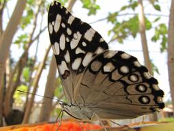 enchanting Janeiro Guapimirim