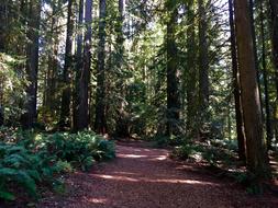 Redwood Path Nature