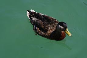 charming Duck Bird