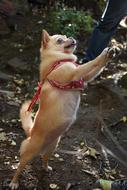 Standing small Dog