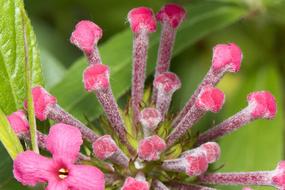 Macro view of pink Flowers stamens