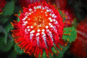 banksia flower art photopainting