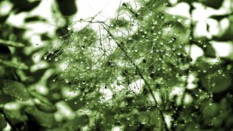 Plant Rain Nature